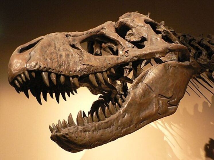 Палеонтологи доказали способность Т-рекса активно охотиться